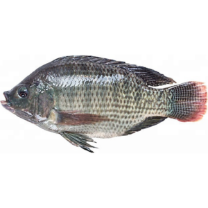 Tilapia Whole Frozen ($4.00/LB)